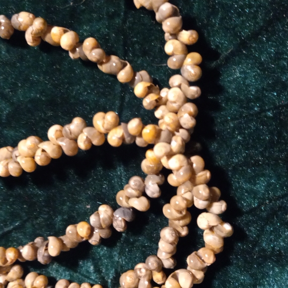 F-21 sea shell lot - Picture 3 of 7